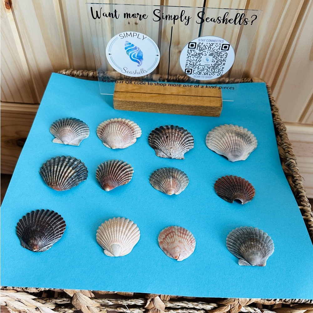 🌊 Authentic Seashell Necklace-purple wampum oyster scallop 1-12🐚